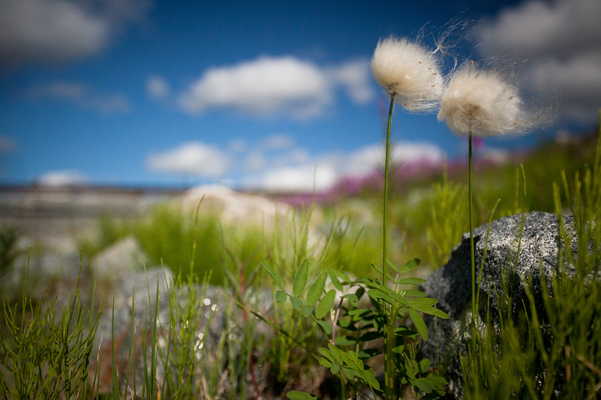 Canadian Tundra Dandelions