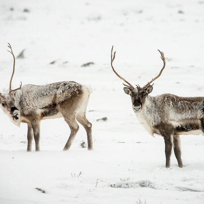 Canadian Elk in Snowy Field