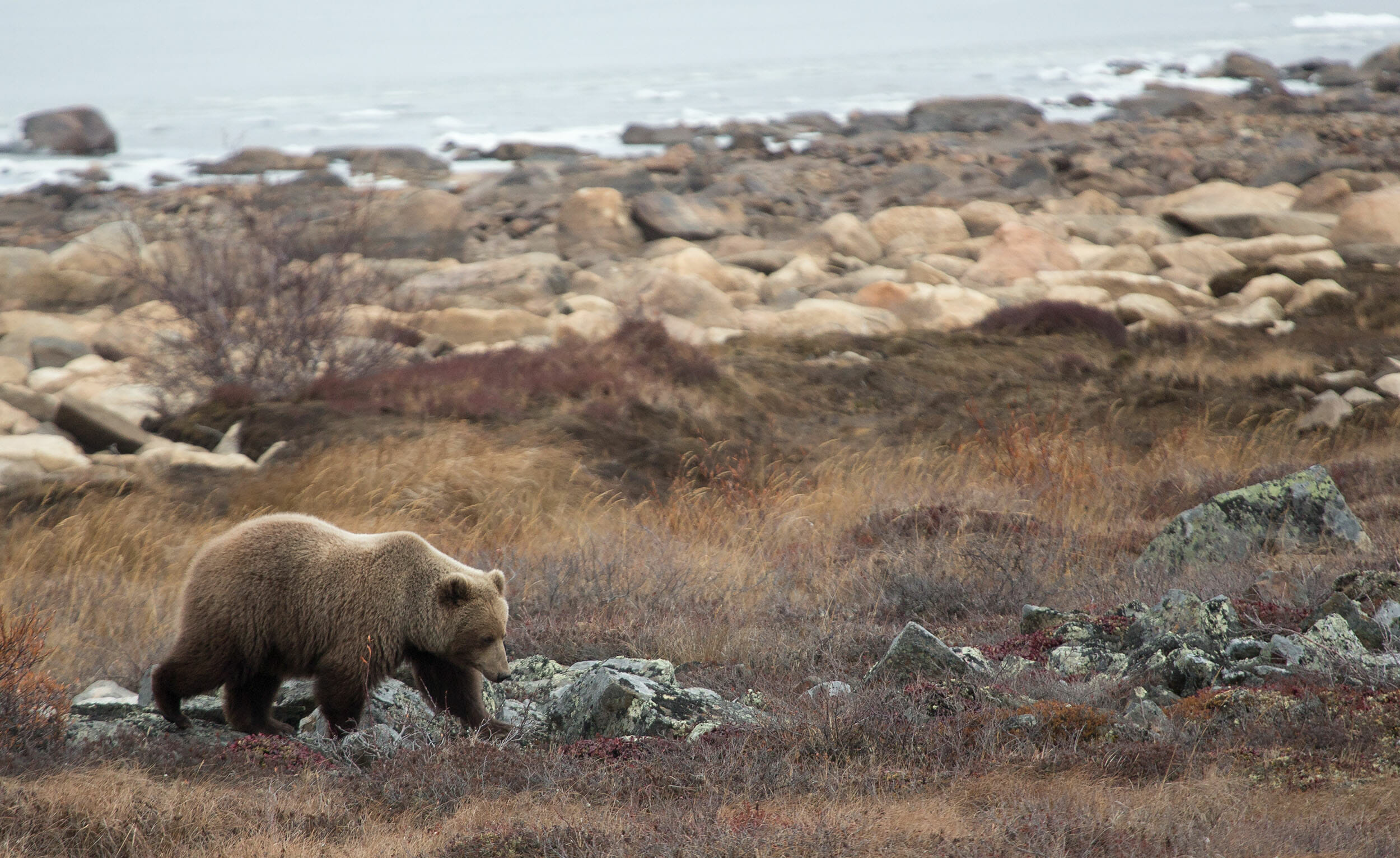 Canadian Diamonds brown bear in nature shore of the sea by Arctic Canadian Diamond Company