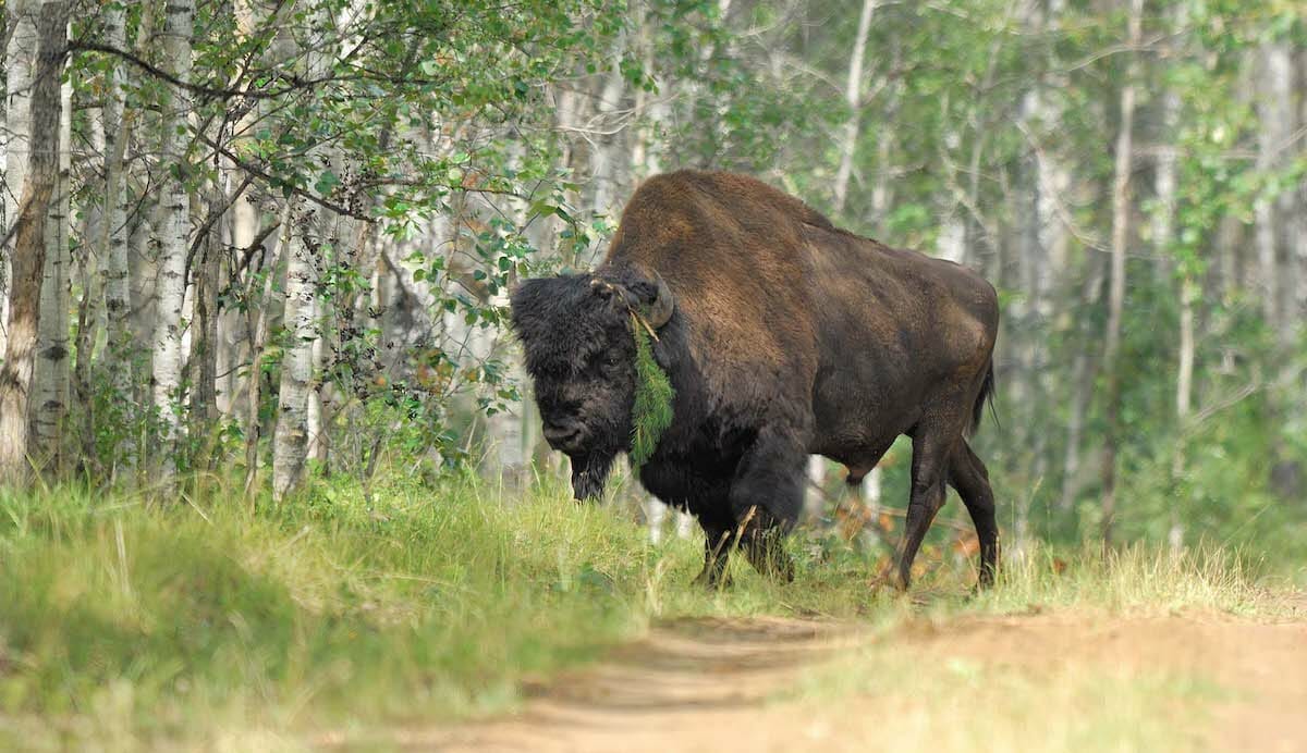 DESTINATION DIAMOND Canada’s Northwest Territories bison