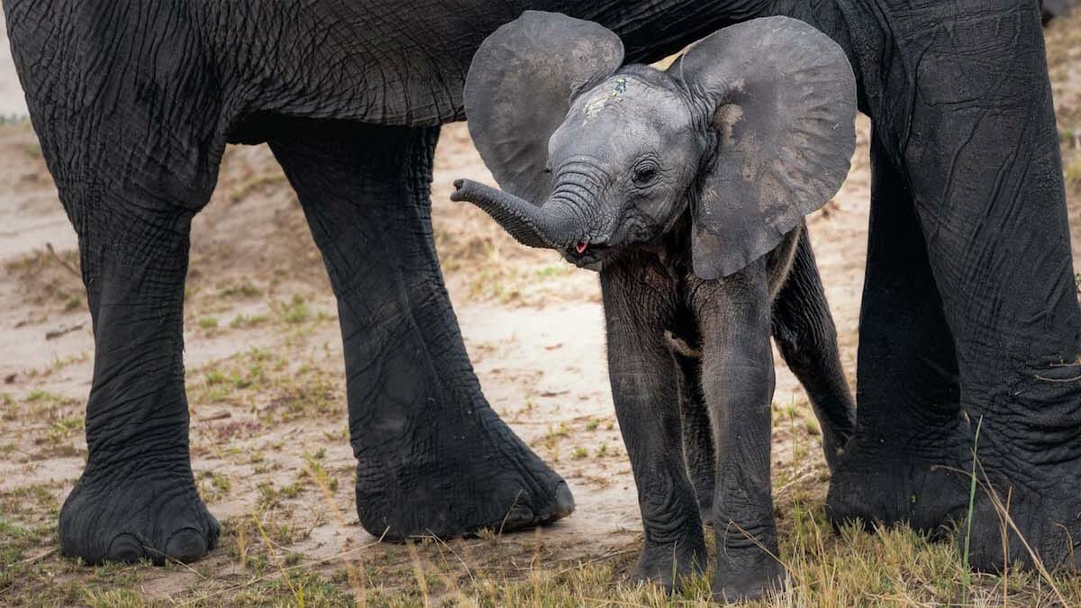 moving giants de beers baby elephants