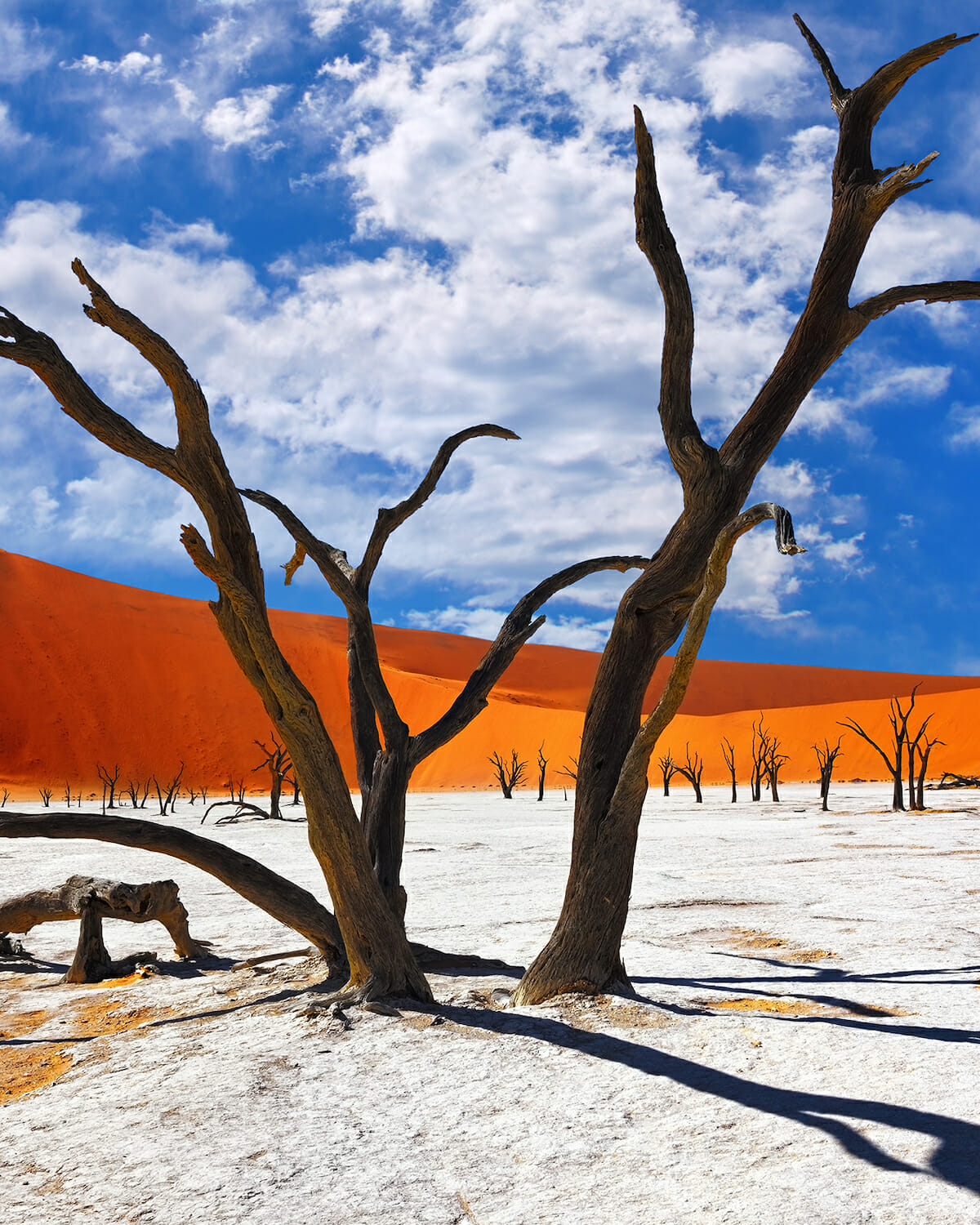 destination diamonds namibia africa travel sossusvlei trees desert