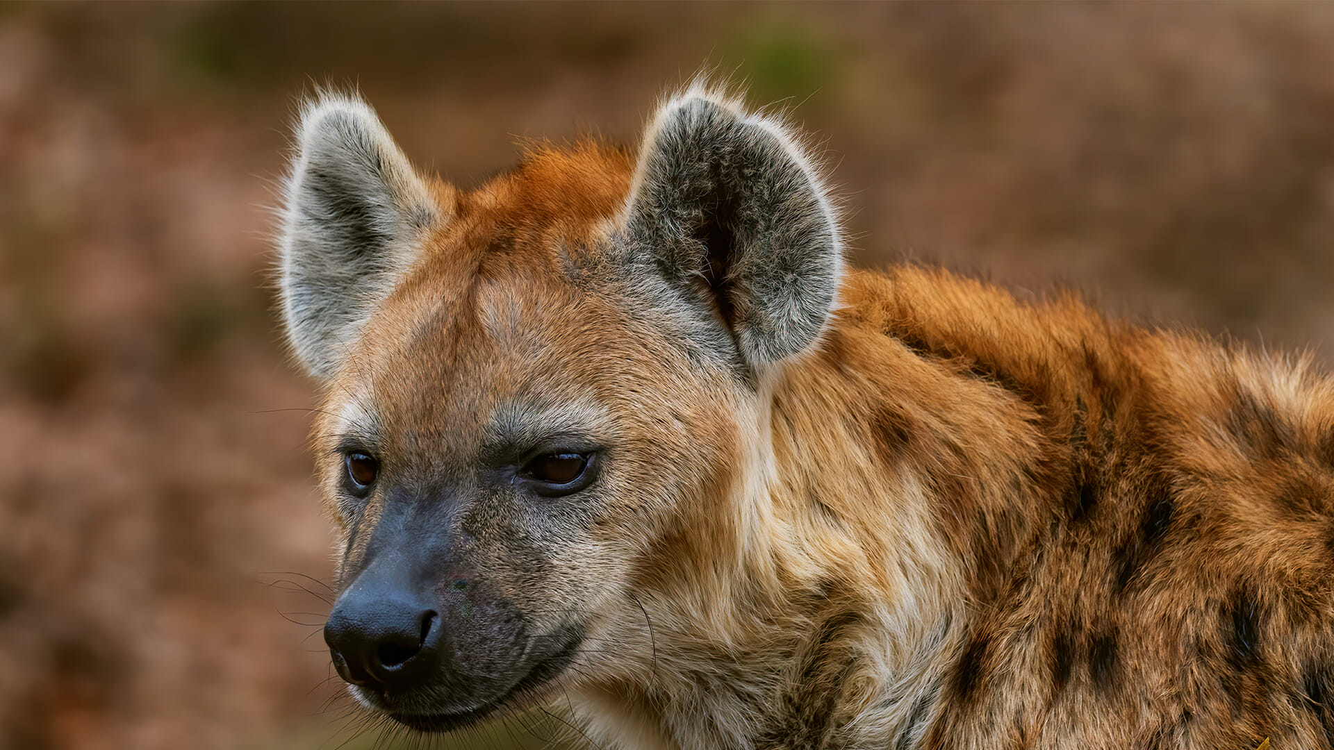 destination diamonds namibia  africa travel  brown hyena