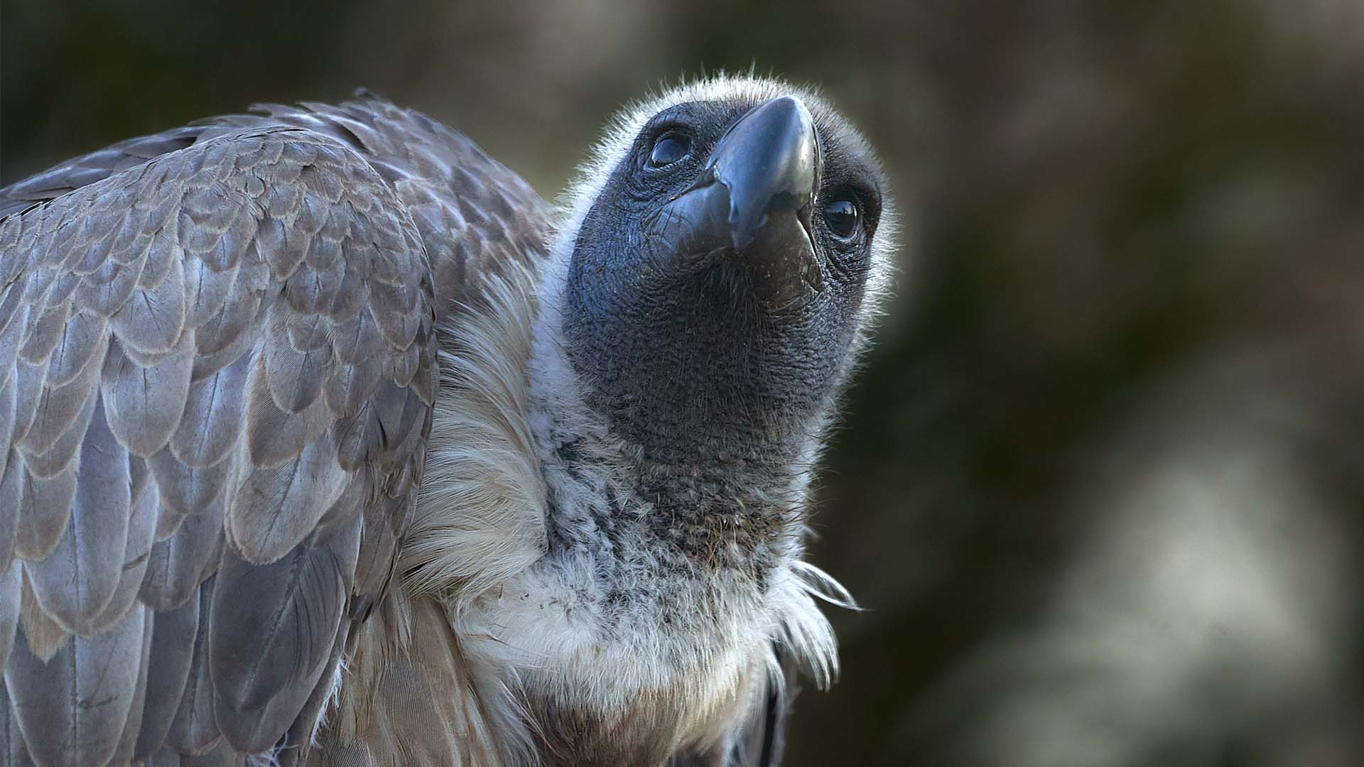 white-backed vulture africa