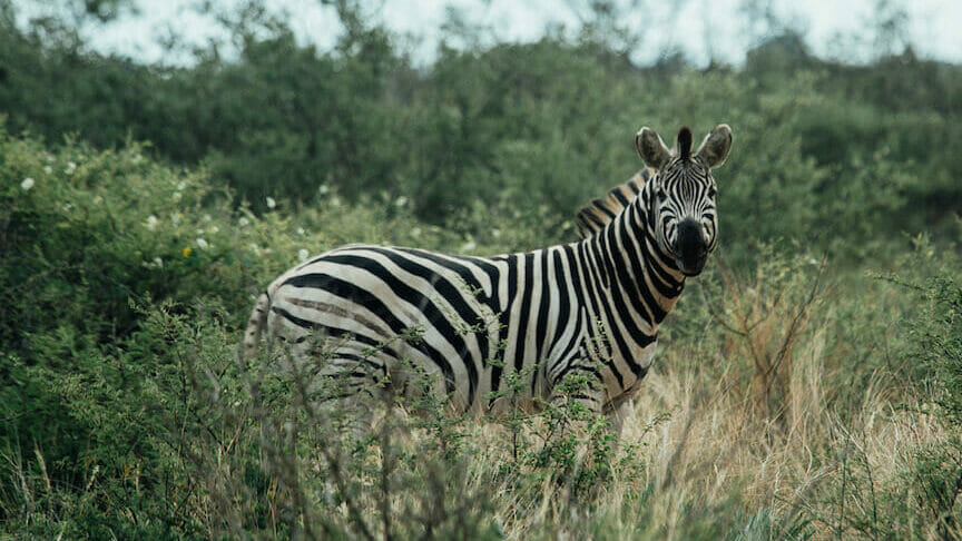 Zebra At Diamond Route