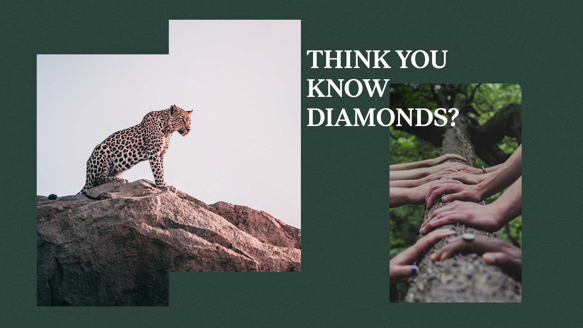 Collage image includes Leopard sitting on the rock and people holding tree trunk with their hands